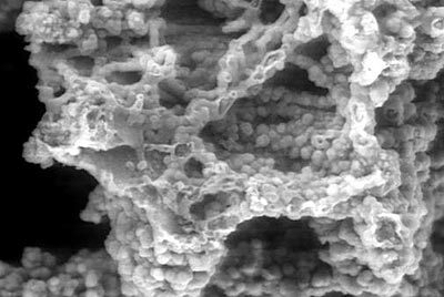 Titanic rusticle beneath the microscope