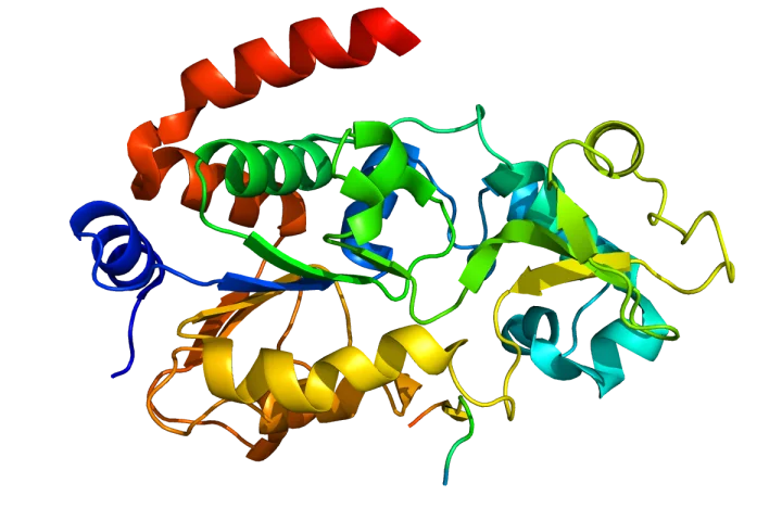The SIRT3 protein molecule that appears to play a central role in regulating aging and longevity