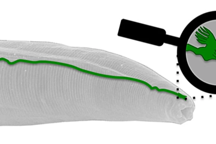Researchers have discovered an organic sensor capable of detecting the Earth's magnetic field in an earthworm