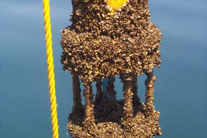 Zebra mussels fouling a marine sensor (Image: NOAA/Wikipedia)