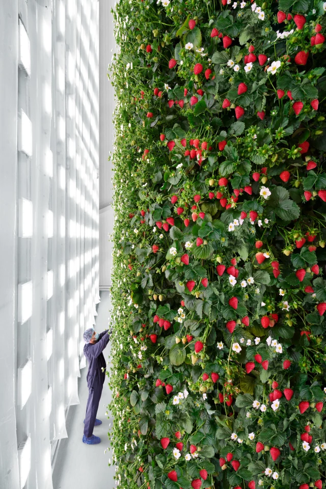 The grow room will be highly controlled to optimize pollination and fruit production
