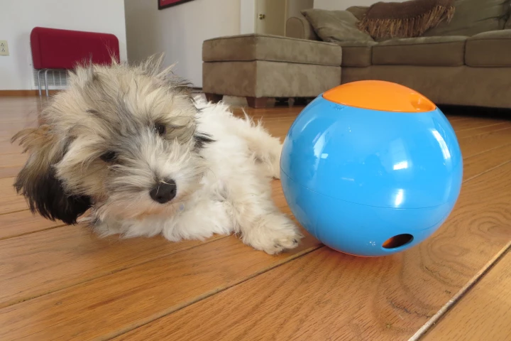 The Foobler is designed to keep dogs fed and occupied throughout the day