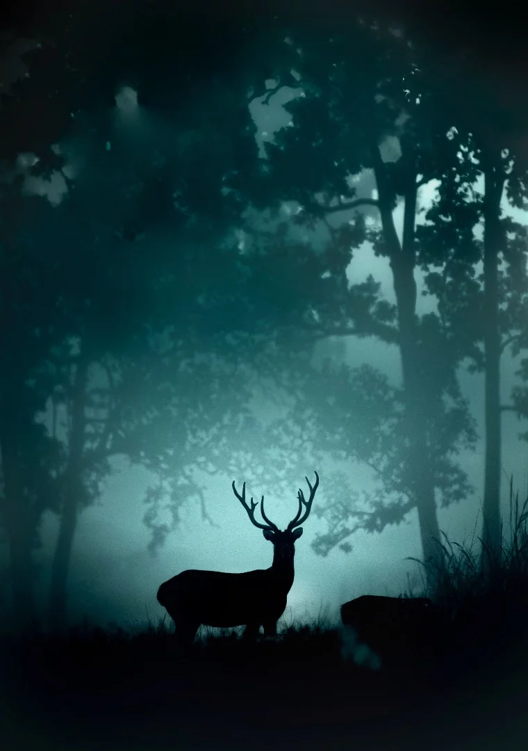 A Barasingha (Swamp Deer) found only at Kanha National Park, India in an early winter morning setting