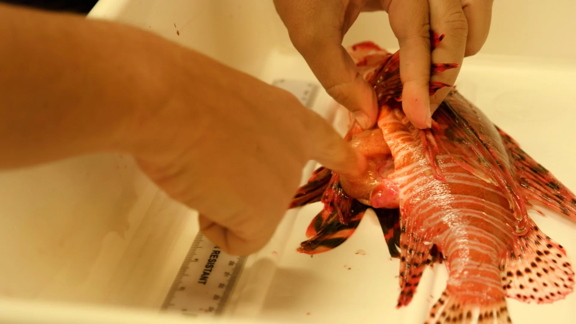 Dissecting a lionfish