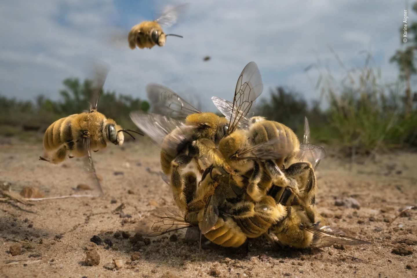 Winner, Behaviour: Invertebrates. The big buzz. A group of bees compete to mate. South Texas, USA