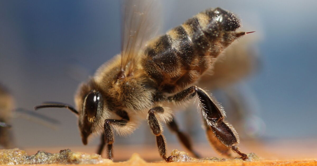 High-Speed Video Shows Bee's Unique Venom Pump in Action