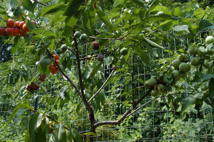 The grafting process can be successful due to the similar chromosomal structure of stone fruit trees (Image: Sam Van Aken / Ronald Feldman Fine Art)