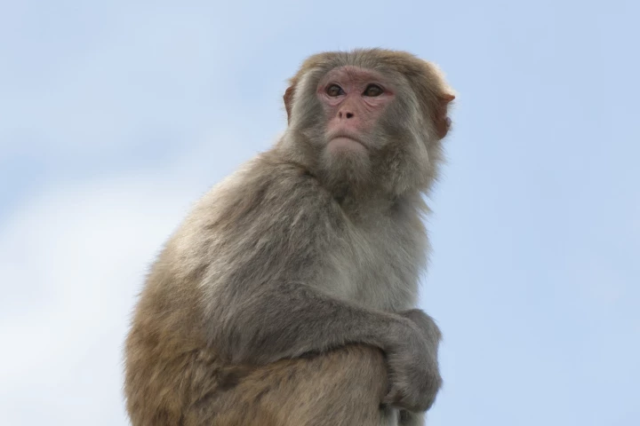 Researchers have stimulated specific neurons using light impulses (Image: Shutterstock)