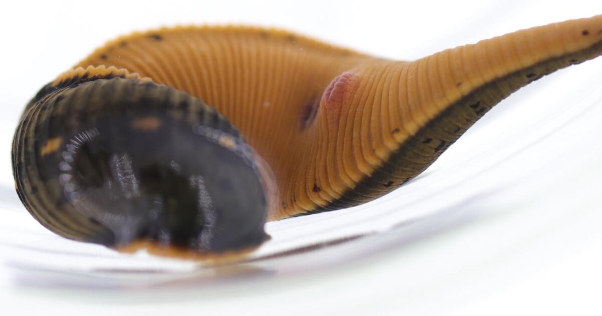 Newly-identified blood-sucking leech has been quietly living in ...