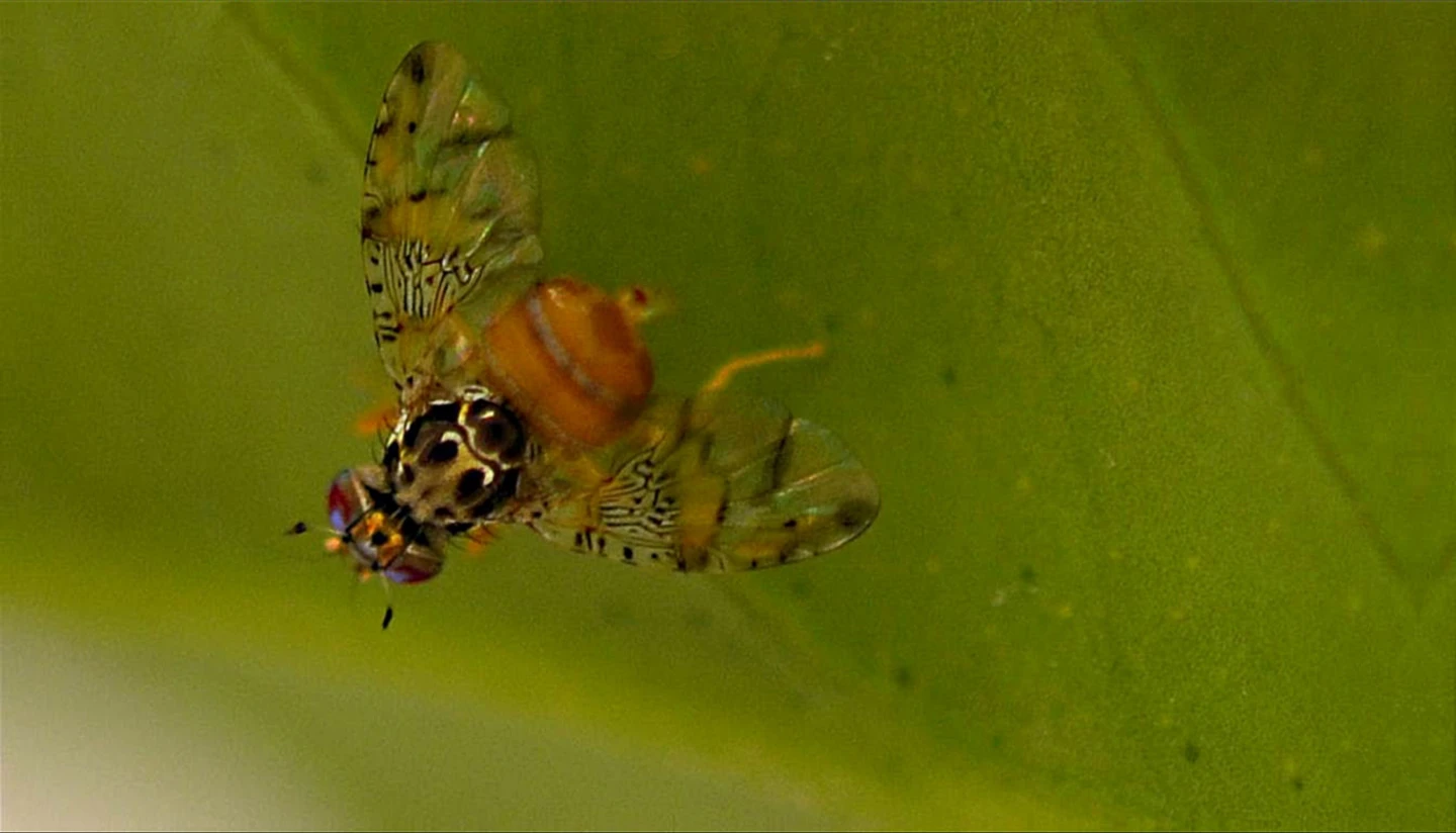 UEA and Oxitec are now seeking approval for open-field trials of the technology (Photo: Oxitec)