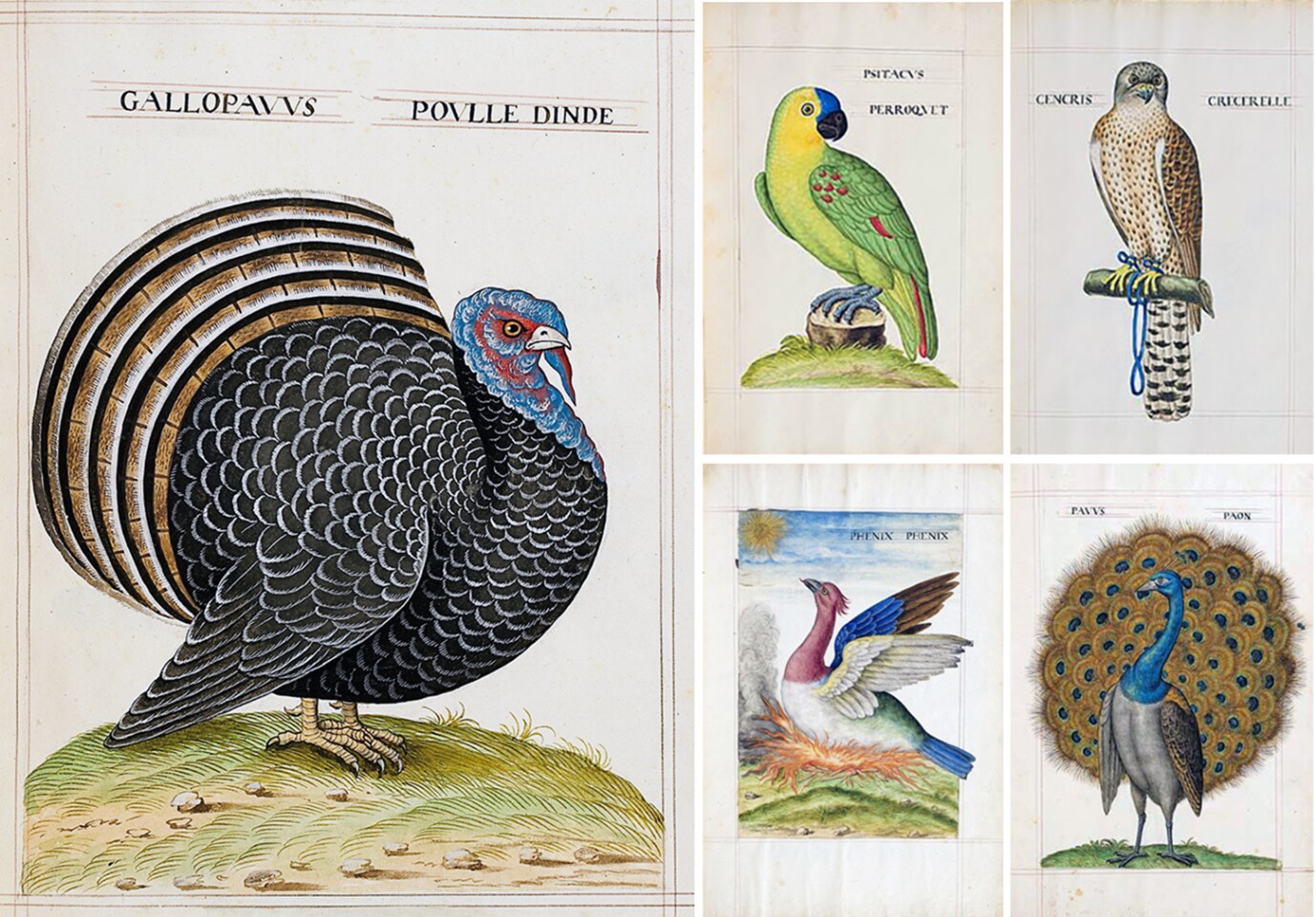 An album of 50 original watercolours from the early career of 16th Century French master, Pierre Gourdelle. Gourdelle worked for many rich patrons including Catherine de Medici and the Houses of Guise and Clèves. The flyleaf of this bound and gilt-painted masterpiece of the Renaissance bears the arms of Richoufftz, a family associated with the Gueldre and Clèves families. The Bibliothèque nationale de France has an almost identical collection by the same artist. These illustrations were most likely used for the engravings in the book by Pierre Belon published in 1555, 'L'Histoire de la nature et des oiseaux'.