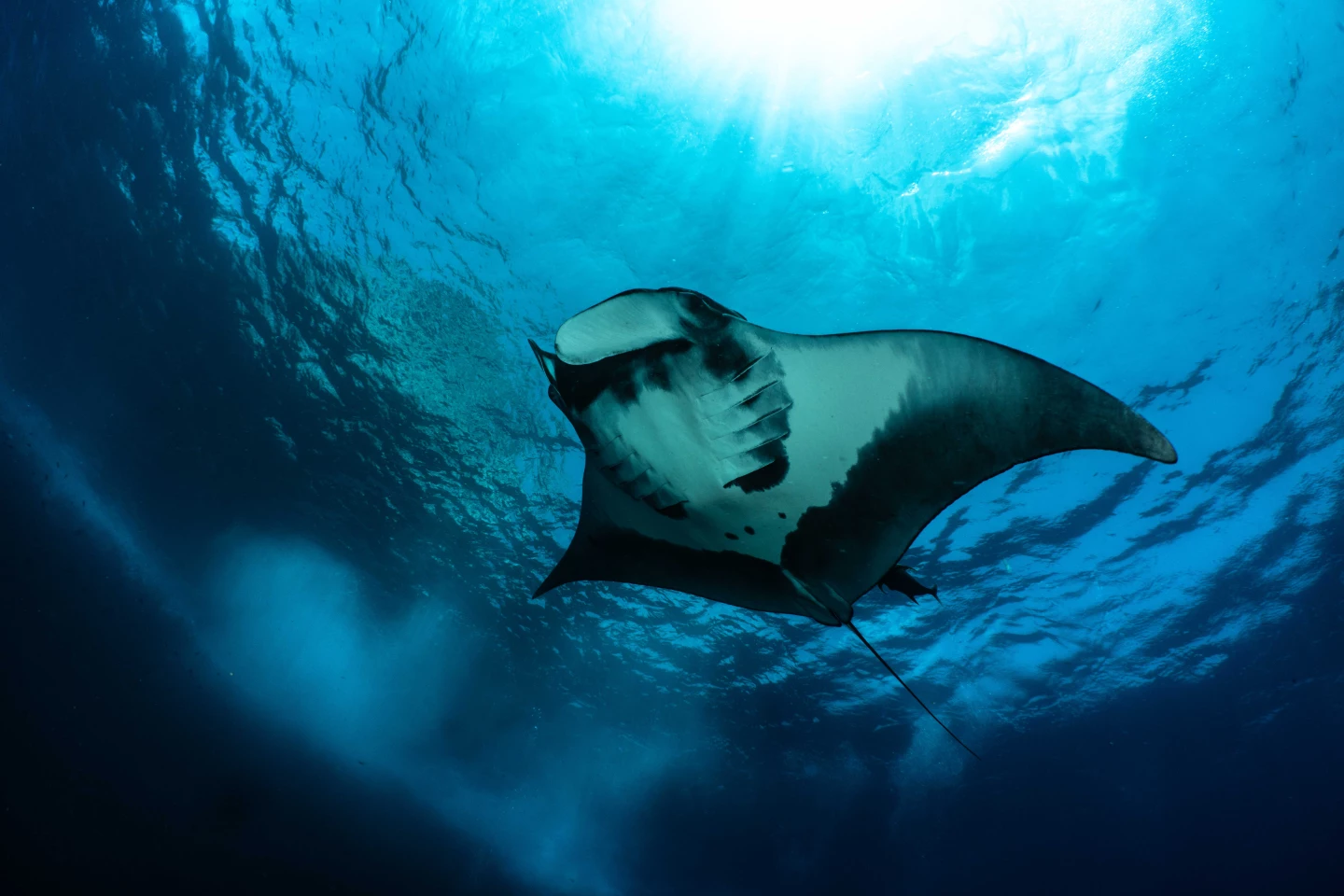 It was previously thought that the diving behavior was just a feeding strategy