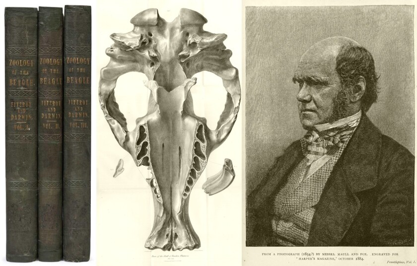 The Zoology of the Voyage of H.M.S. Beagle Under the Command of Captain Fitzroy, R.N. encompasses the complete published series of zoological studies of specimens collected on the second voyage of the Beagle (December 27, 1831 to October 2, 1836). The five books were edited by Charles Darwin with each authored by a different expert on the field contained therein: Fossil Mammalia by Richard Owen, Mammalia by George R. Waterhouse, Birds by John Gould, Fish by Leonard Jenyns, and Reptiles (1842 – 1843), by Thomas Bell. This complete First Edition sold for $155,165 (AUD $198,400) at Mossgreen on October 22, 2017