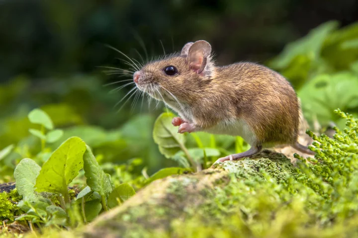 Mice and rats could use ultrasonic pulses to boost their sense of smell