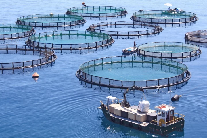 Ocean-farmed fish and seafood could meet global demand using only a tiny fraction of the world's oceans
