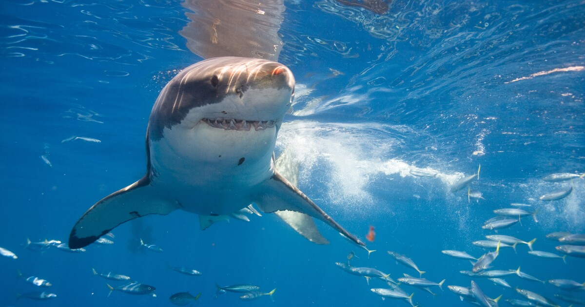 Western Australian sharks send tweets to swimmers