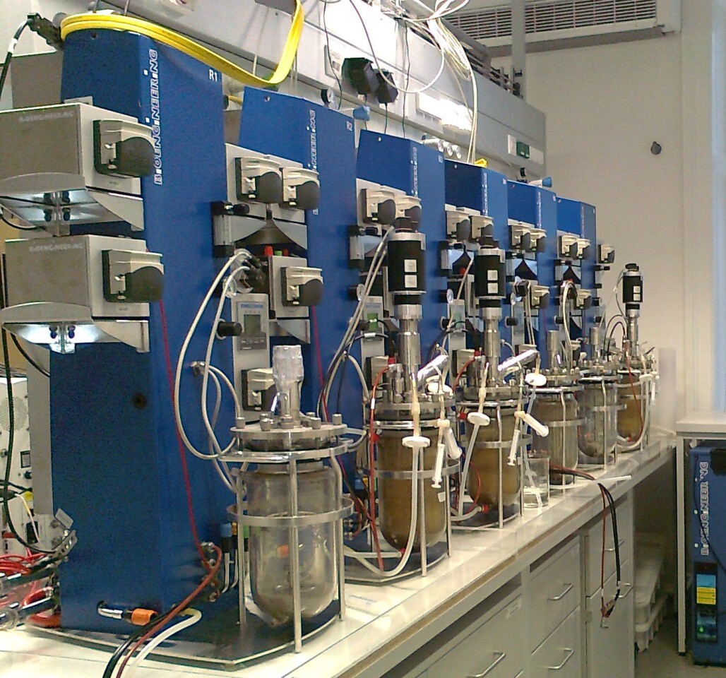 Some of the bioreactors being used to cultivate the bioengineered Trichoderma fungus
