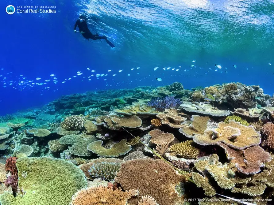 Coral bleaching takes place as a result of abnormal sea conditions
