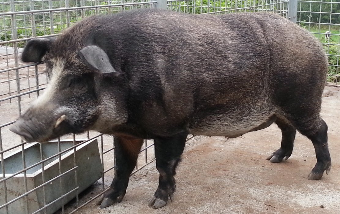 Pig-boar hybrids in Fukushima evacuation zone rewrite wild genomes
