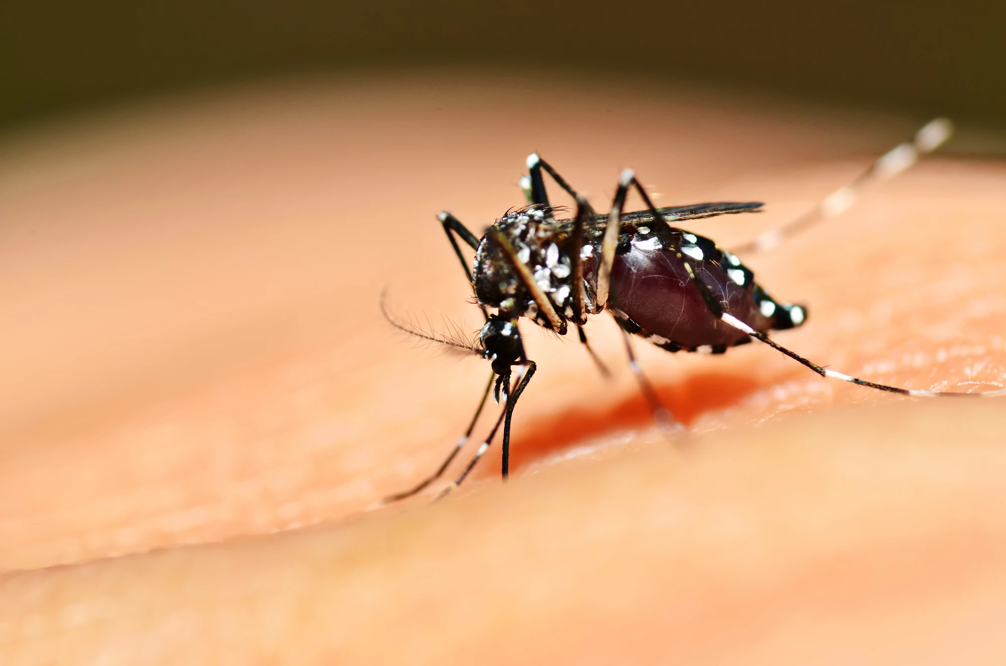 A trial to control mosquito populations using genetic engineering has gone wrong