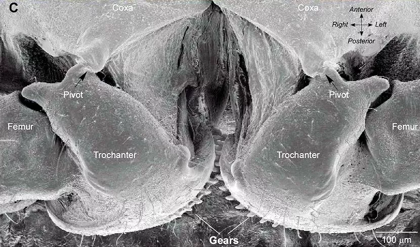 Photo showing the Issus gears in the context of the mechanical features within they function (Photo: University of Cambridge)