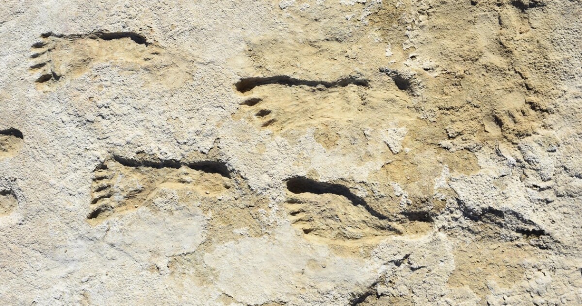 Ancient footprints reveal humans in North America 23000 years ago Ancient footprints reveal humans in North America 23000 years ago
