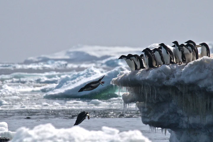 The researchers found that 751,527 pairs of Adélie penguins call the Danger Islands home