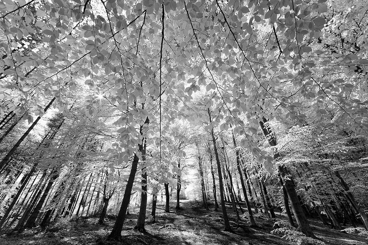 Commended: Stand of Birch