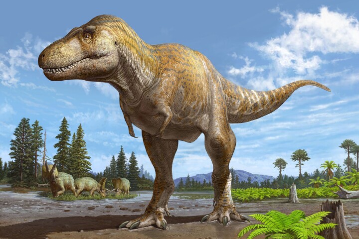 An artist's impression of Tyrannosaurus mcraeensis, a new species closely related to T. rex