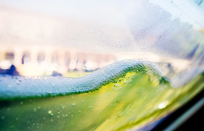 Microalgae in the water pumped through the translucent structure turns green in harsh sunlight due to photosynthesis.
