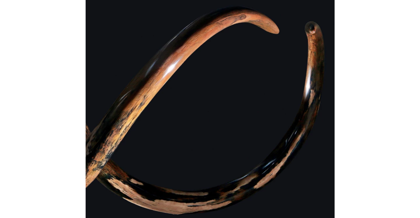 The tusks of the largest Woolly Mammoth ever to go to auction were 3.32 metres and 3.0 metres long, weighing 76 kg and 62 kg respectively