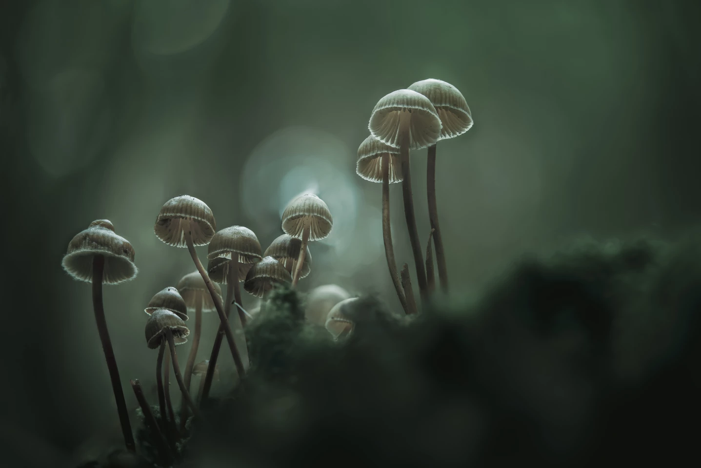 Foggy Morning: Mycenas fungi in gorgeous half-lightTaken in Recarei, Paredes, Portugal - Bronze in the Plants and Fungi category