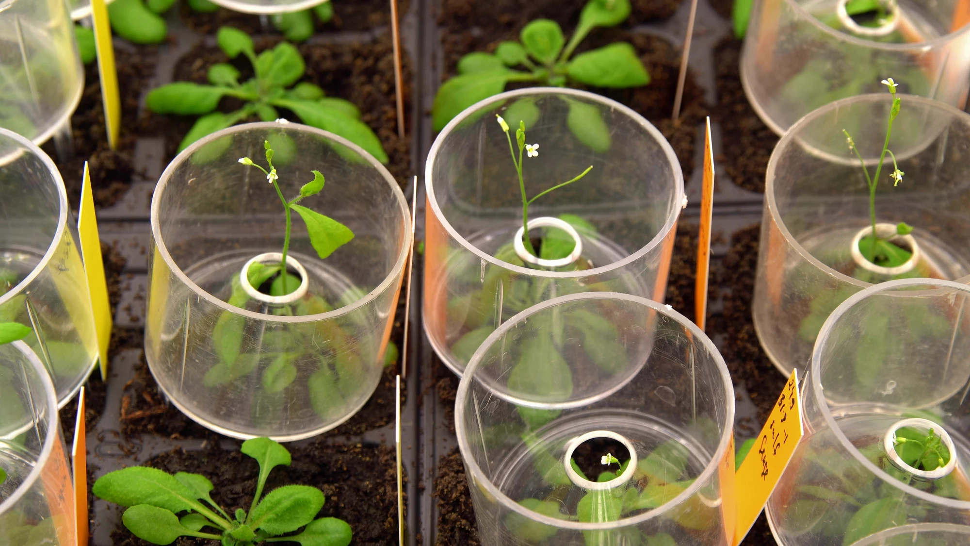The scientists performed the majority of their experiments on thale cress plants (