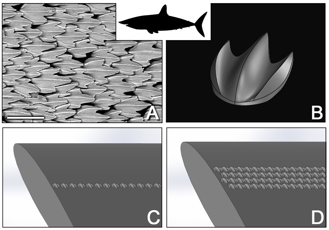 Denticles from the shortfin mako shark (a), the shortfin mako denticle parametric 3D model (b), the shortfin mako shark denticles were arranged in a wide variety of configurations on the aerofoil (c and d)