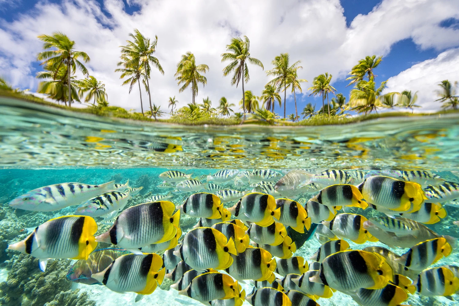 ONE SHOT - ISLANDSRUNNER-UP: Dana Allen, USA Taha’a Island, TahitiA school of Pacific Double-saddle Butterfly Fish (chaetodon ulietensis) along with many other aquatic species rush by in a flurry of activity in Le Taha'a's amazing lagoon.Nikon D4, 14-24mm. lens, f16, 1/1000 sec, ISO 800