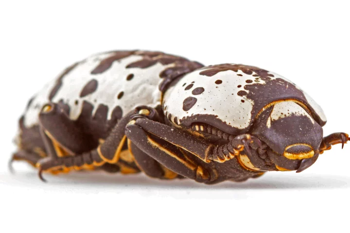 The incredibly tough exoskeleton of the ironclad beetle allows it to walk away after being stepped on - an attribute BAE Systems wants to emulate with its new suspension system