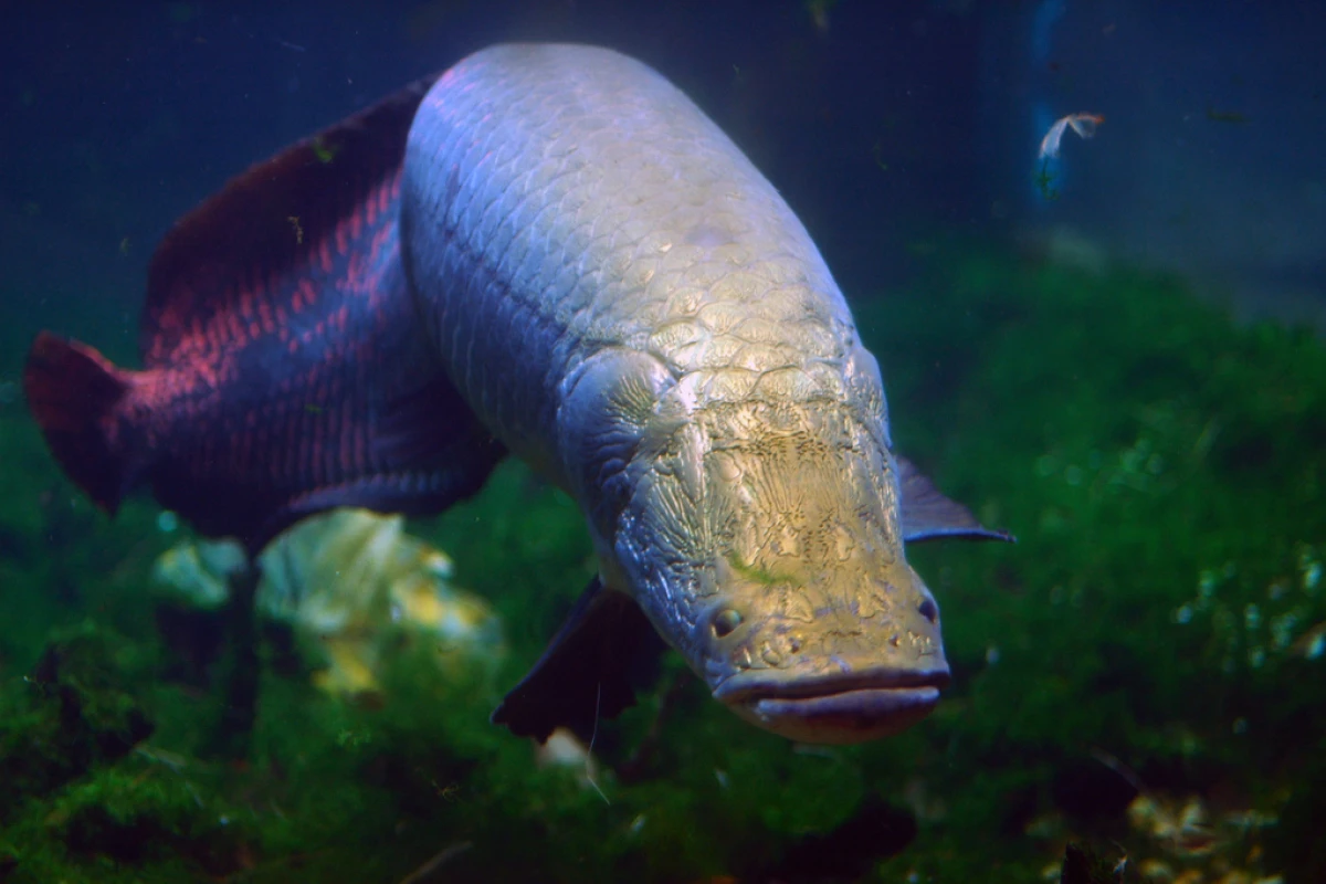 The piranha-bite-proof scales of the Arapaima fish could serve as the inspiration for body armor that is tough yet flexible (Photo: Jeff Kubina)