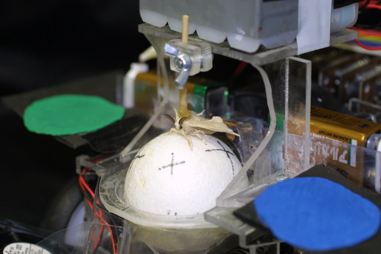 The silkmoth "steers" by walking on an air-floated polystyrene ball