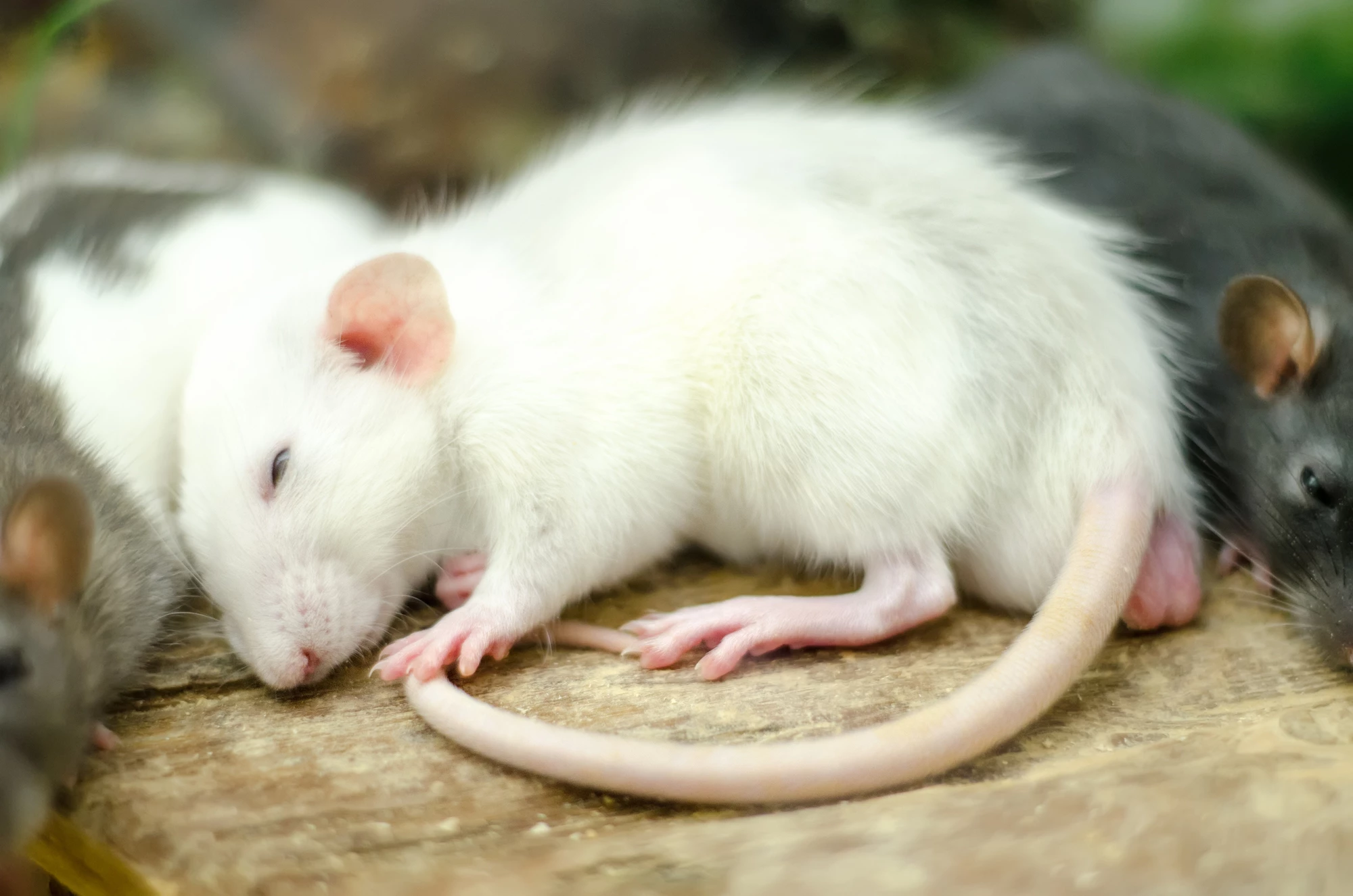 Scientists have found that inducing a hibernation-like state in mice during heart surgery can protect organs from damage