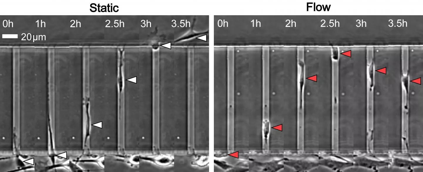 In a microfluidics test, cells were found to enter channels where there was no fluid flow (left), but turn around and go back when there was flow (right)