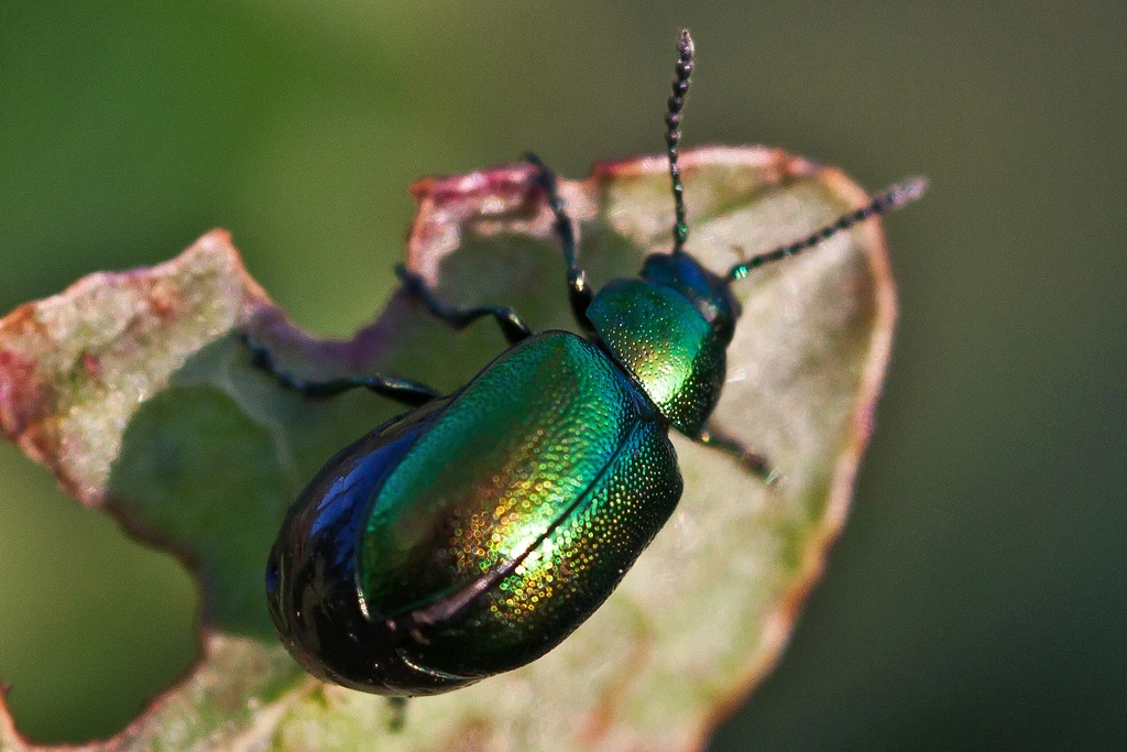 Arthropod cuticle, found in insects, spiders and crustaceans, has provided inspiration for a new material that is strong, cheap, biodegradable and biocompatible (Photo: me'nthedogs via Flickr)