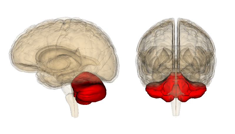 The cerebellum (in red) in a human brain (Image: Life Sciences Database)