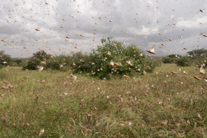 Scientists have identified a key chemical that causes locusts to swarm