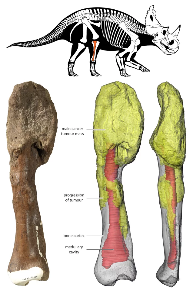 Top: A diagram of which bone in the Centrosaurus the cancer was found in; Left: the cancerous bone itself; Middle and right: CT models of the bone, highlighting progression.