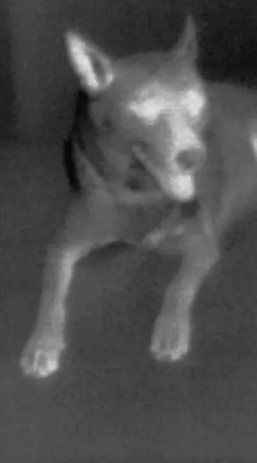 Seek Thermal showing a dog's heat signature