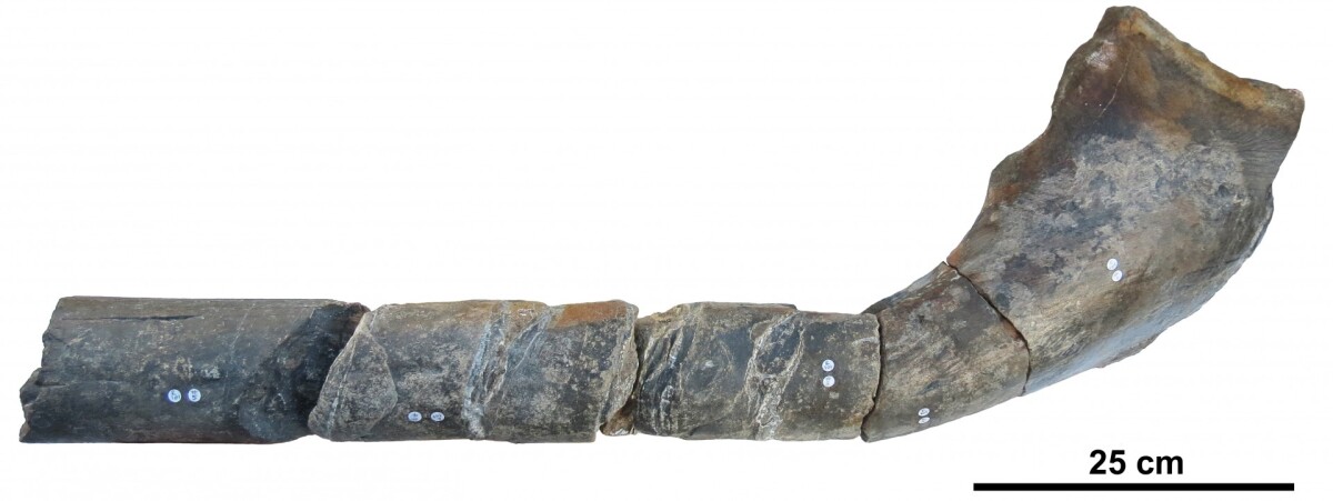 The fossils form part of the surangular, a section of lower jawbone, but at about 1 m (3.3 ft) in length they're far larger than any known species of ichthyosaur