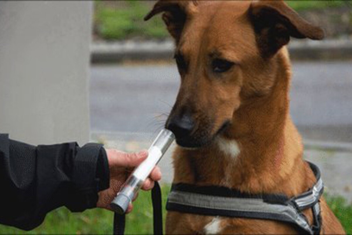 A new study has found that sniffer dogs can reliably detect lung cancer in the breath of patients