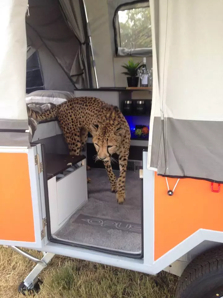 The Opus camper gets a visitor