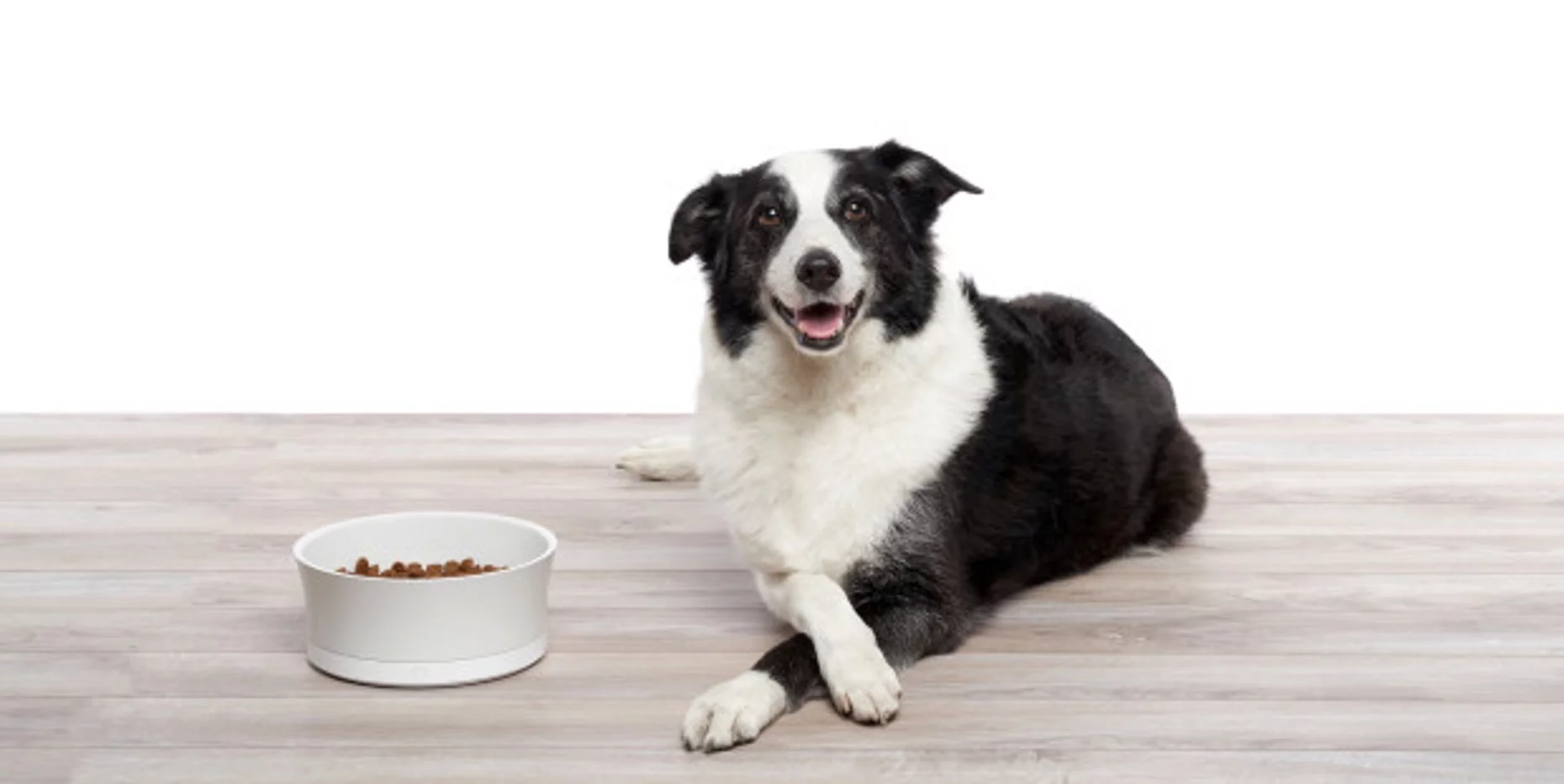The ProBowl connects to a wireless home network and allows owners to monitor a pet's feeding habits using a companion app