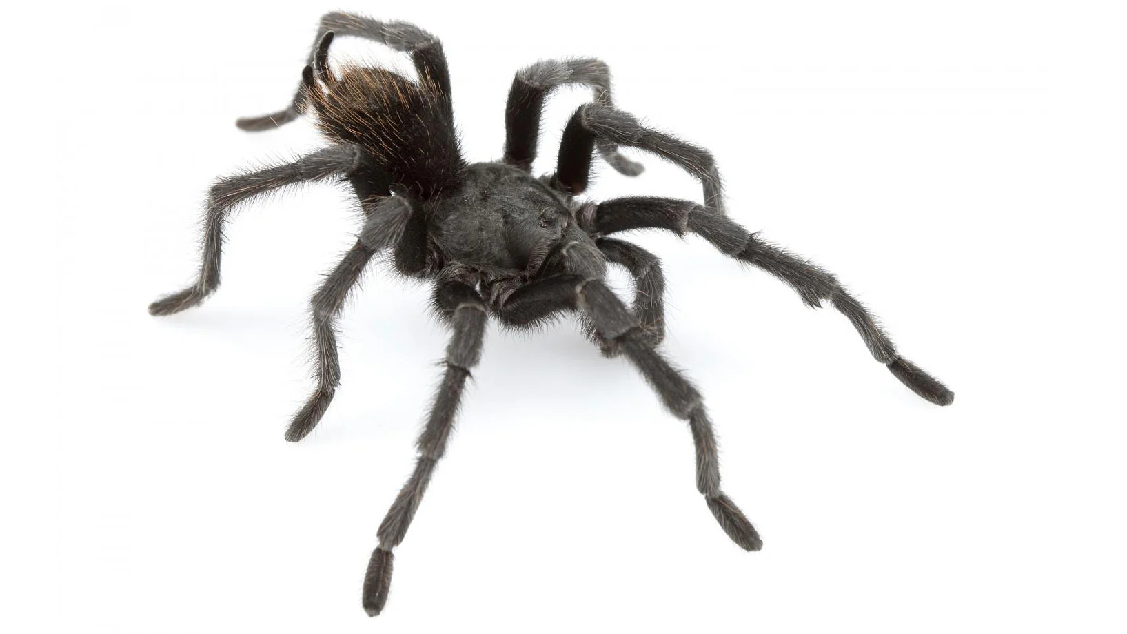 An adult male A. johnnycashi found near Folsom State Prison in California and named for country music legend Johnny Cash